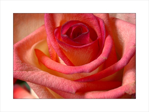 Ruža- symbol lásky