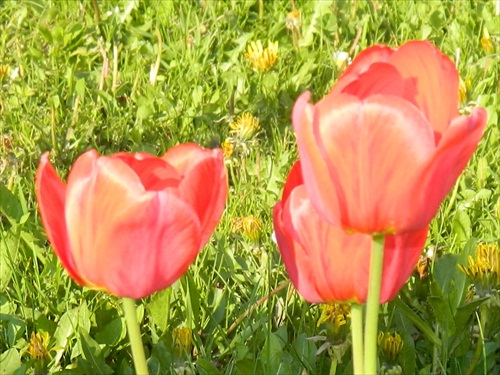 Tulipanos