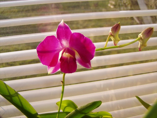 Orchidea/Orchydea