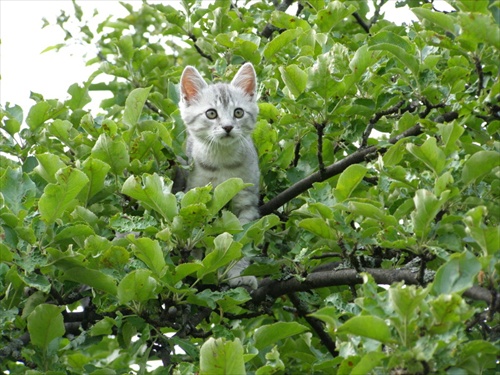 Mačiatko na strome