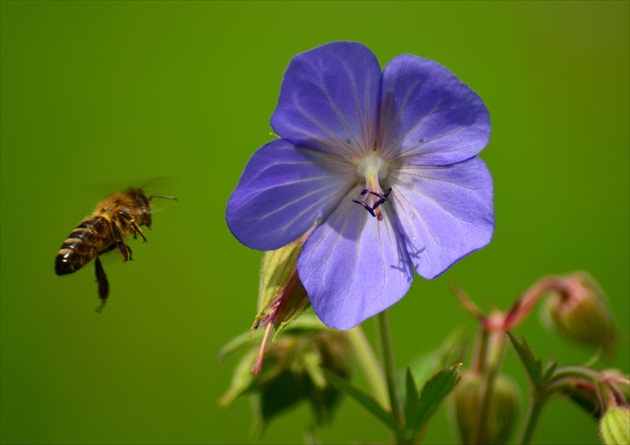 Včielka pred pristátím