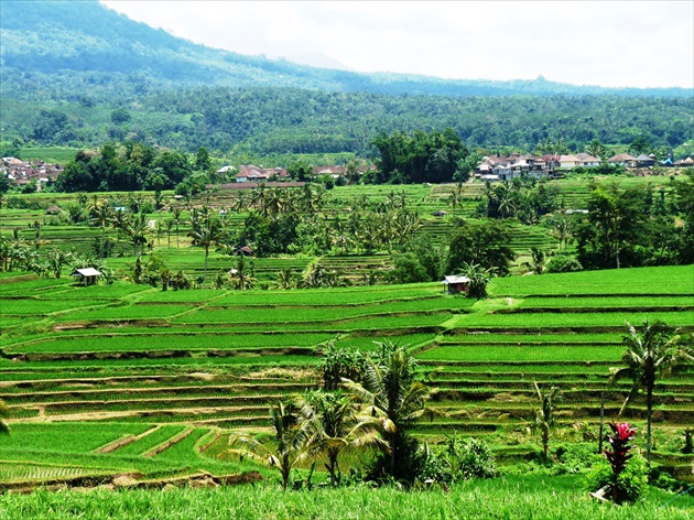 Bali, Rice terraces (Unesco)