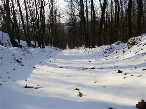 sneh a cesta v lese