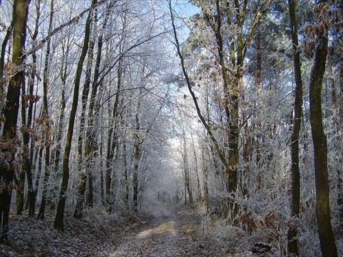Les v zime