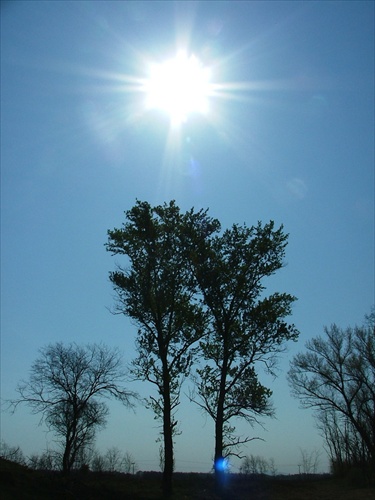 Strom na slnku
