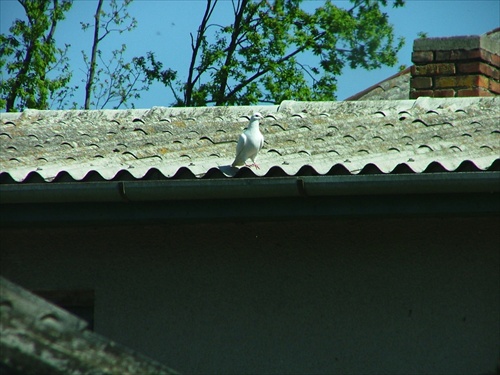 Holub na streche