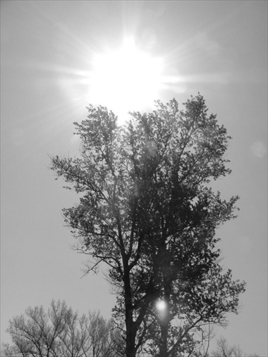 Strom so slnkom