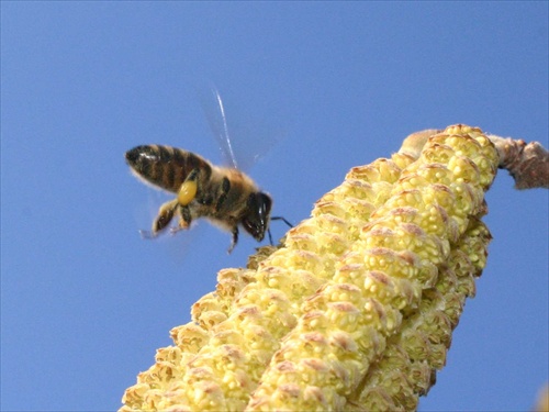 Prílet včely