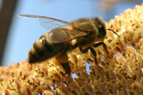 Včela na kvete