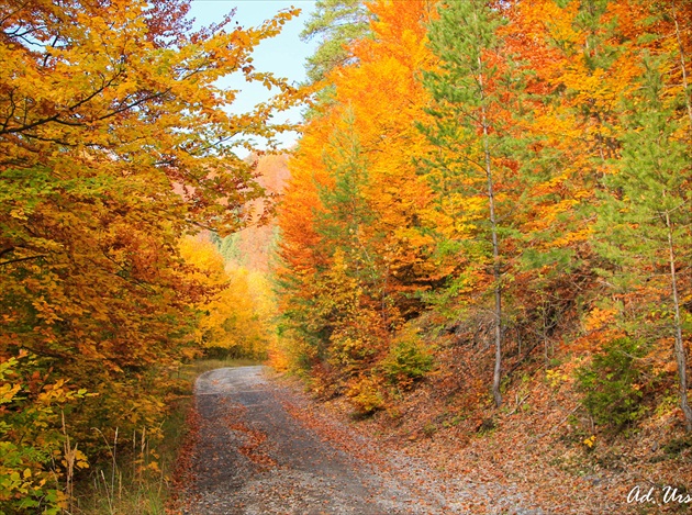 cestou jesenným lesom