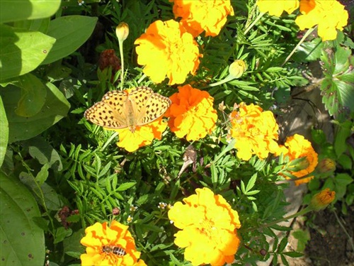 Aksamietnice a motylik s včielkou