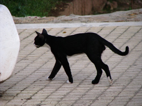 čierna mačka s bielymi labkami na Thassose