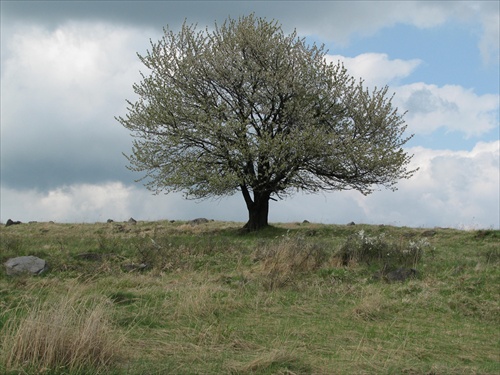 strom na samote