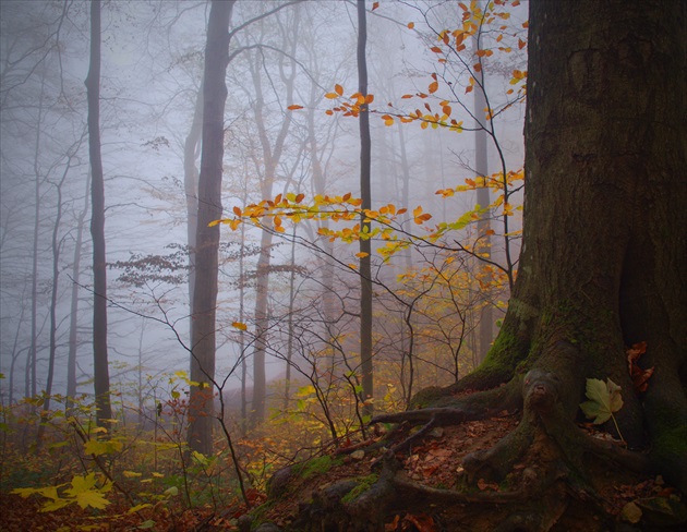 Jesenný les v hmle