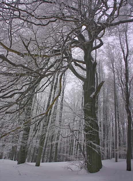 V zimnom lese