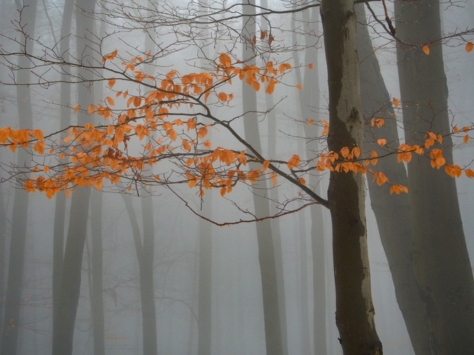 Les v hmle 
