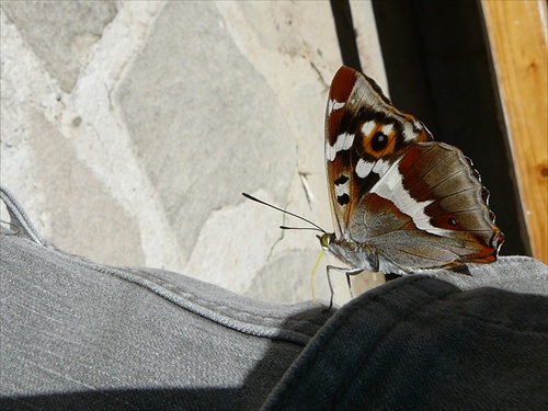 prítulný motýľ