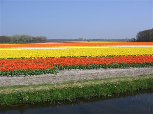 krajina tulipánov
