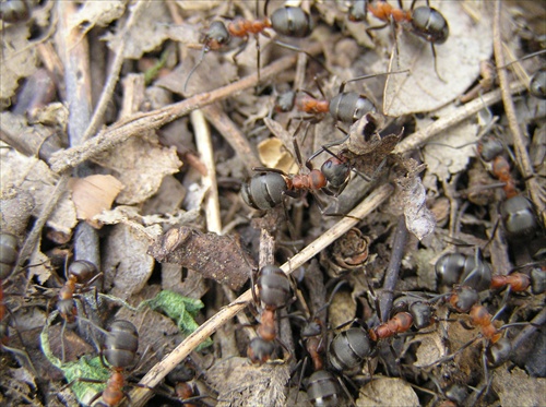 Mravčeky
