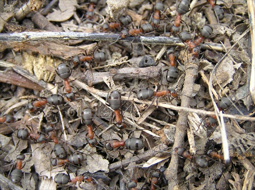 Mravce