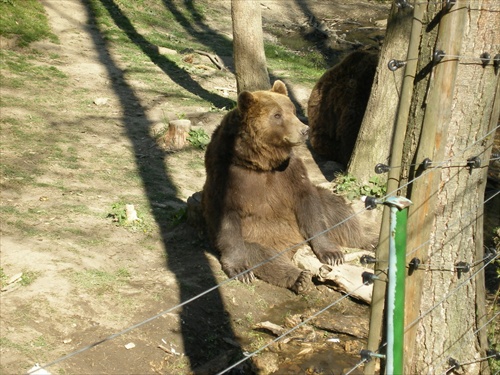 Medvedia nuda