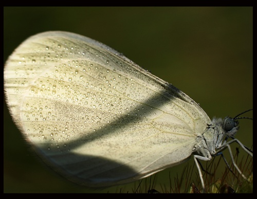 ranný motýľ