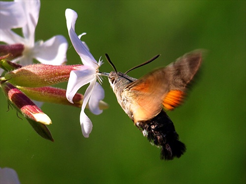 motýľ - kolibrík