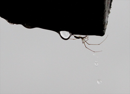 pavúk v daždi