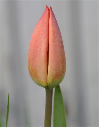 pán tulipán