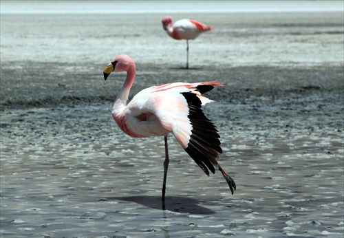 James's Flamingo- balet:)