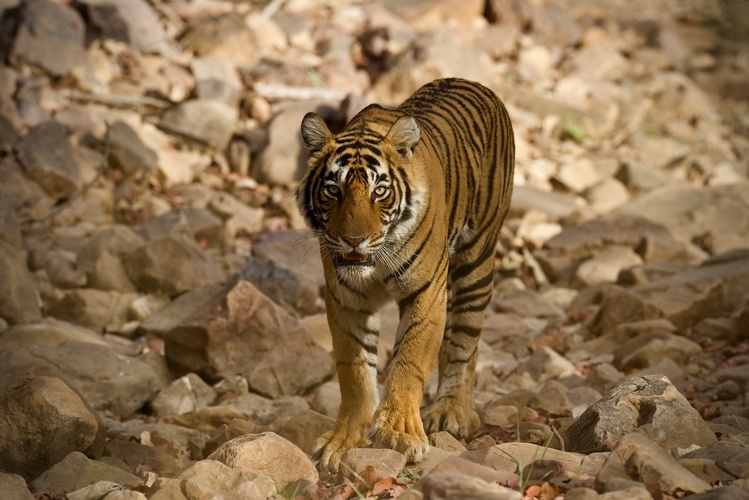 tiger, India