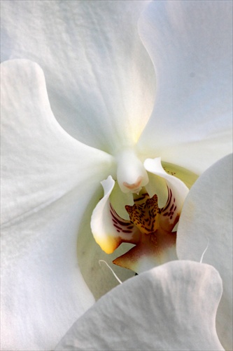 V orchidei