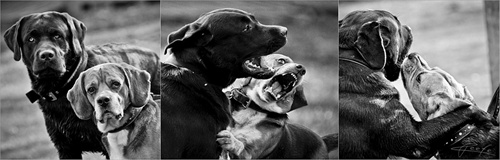 one story - two dogs - three moments