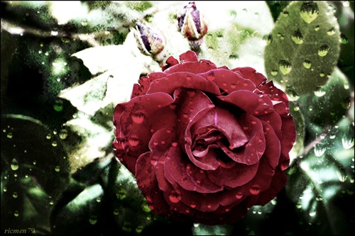 The Rose in the rainy land