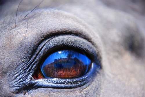 oko koňa