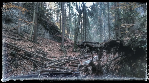 temný les