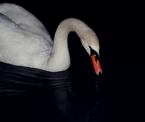 Swan Bride