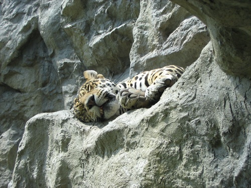 Spánok – Zoo Bratislava