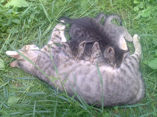 Mačka a tri mačiatka