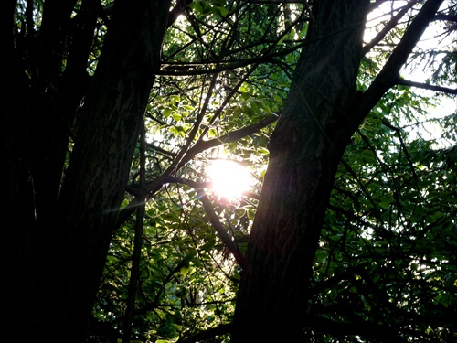 zapad slnka v lese....