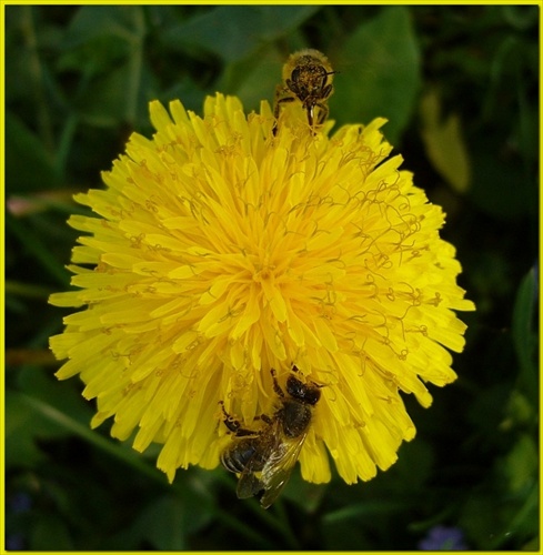 usilovné včielky