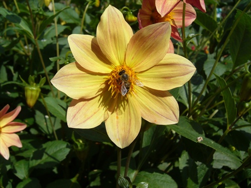 kvetinka s včeličkou