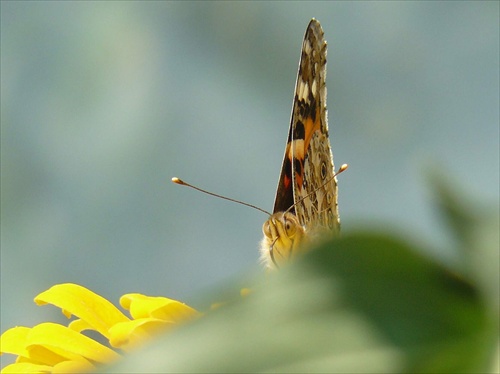 motýľ 2