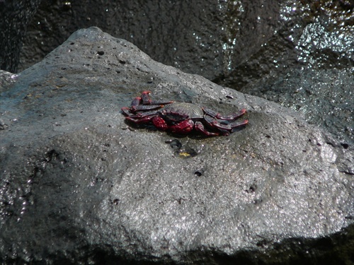 krab na lávovom kameni