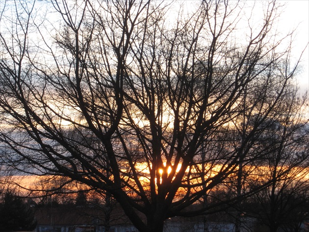 Západ slnka cez strom.
