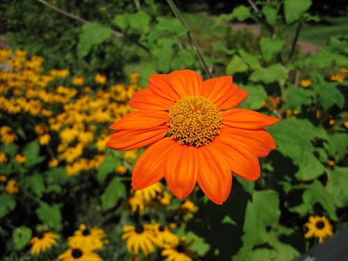 Oranzovy kvet