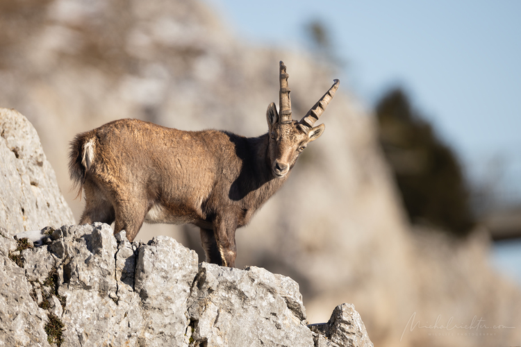 Capra ibex (kozorožec vrchovský alpský)