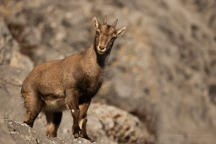 Capra ibex (kozorožec vrchovský alpský)