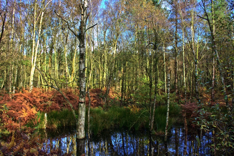 Delamere forest II