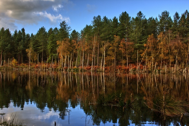 Delamere forest III